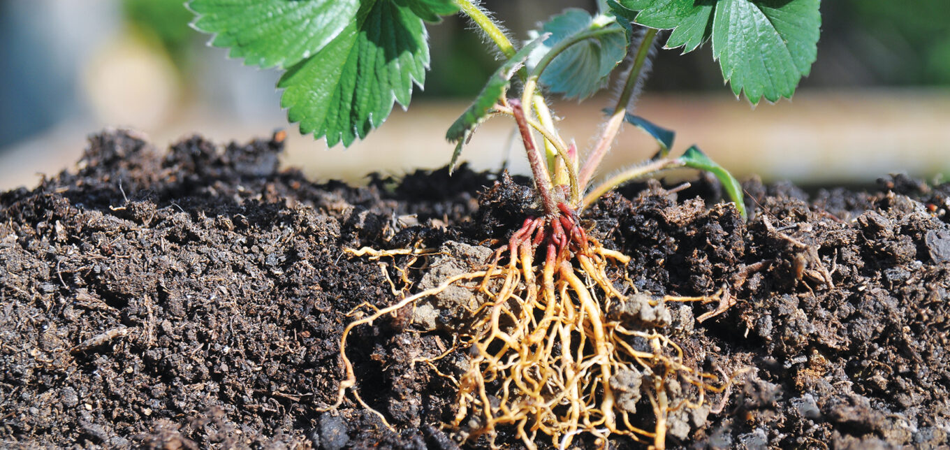 Embracing the Mess of a Winter Garden – Mother Earth News - Vimarsana News